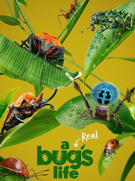 مسلسل A Real Bug’s Life الموسم الاول الحلقة 1 مترجمة